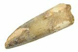 Fossil Spinosaurus Tooth - Real Dinosaur Tooth #354762-1